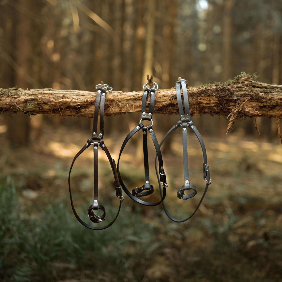 Three dark brown Hobby Horse martingales with silver rings hanging from a fallen branch in a forest