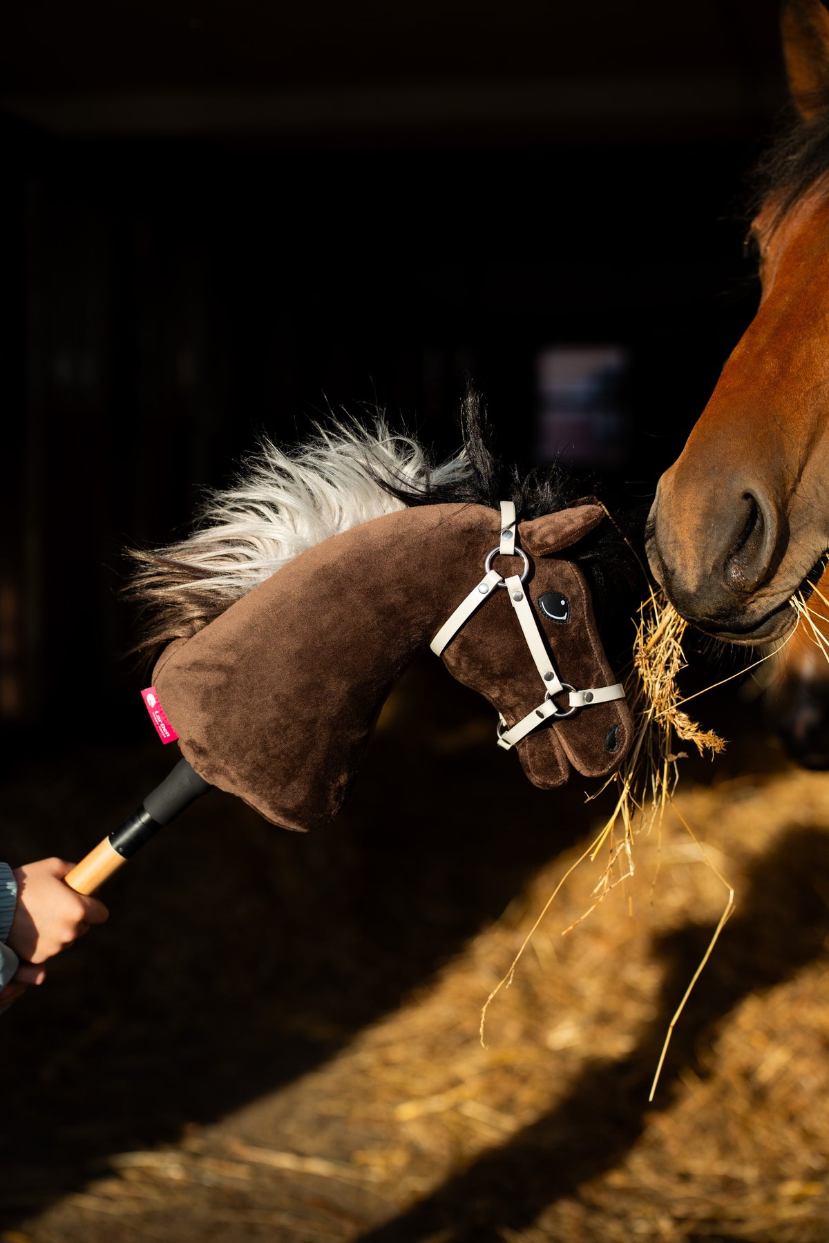 Hobby Horse Alfredo fehér kötőfékben, orrával egy szénát majszoló pej ló orrához érve, a szalmára napfény süt