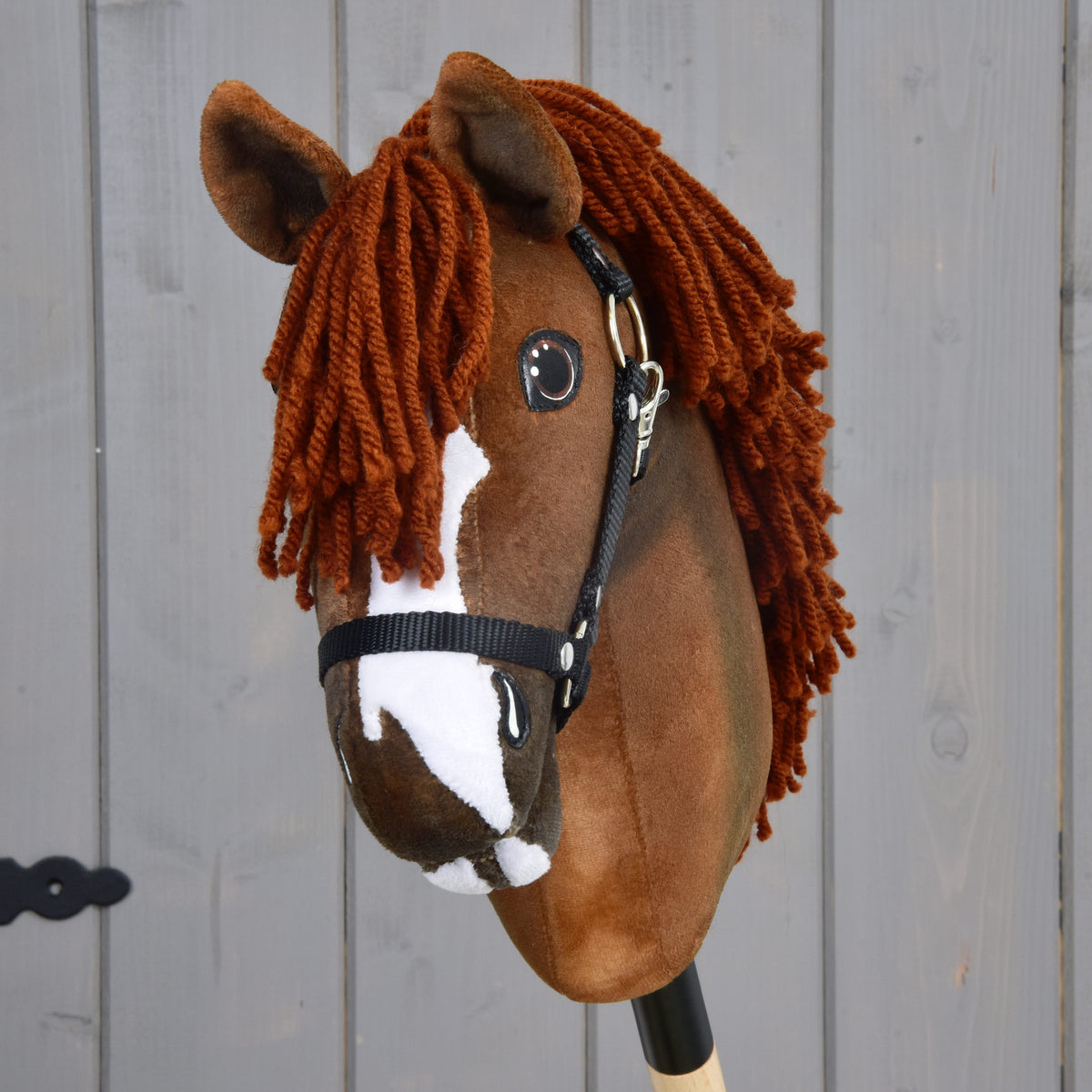 Hobby Horse Cooper with Black Halter from the front, white blaze, white chin and copper forelock between brown ears