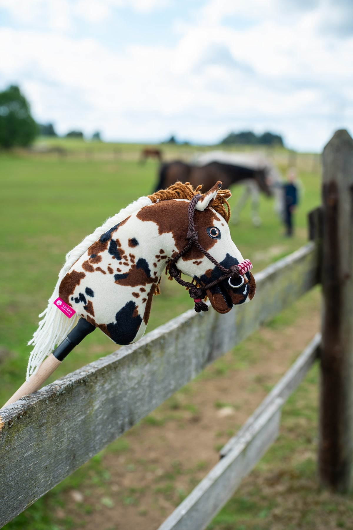 Barna-fehér tarka Hobby Horse ló a York csomózott kötőfékben egy karám kerítésén pihenve, mögötte a mezőn legelésző lovak